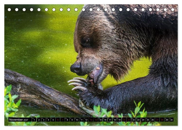 Produktbild: Grizzlys und Geisterb&auml;ren - Glendale Cove, Kanada (Tischkalender 2027 DIN A5 quer), CALVENDO Monatskalender