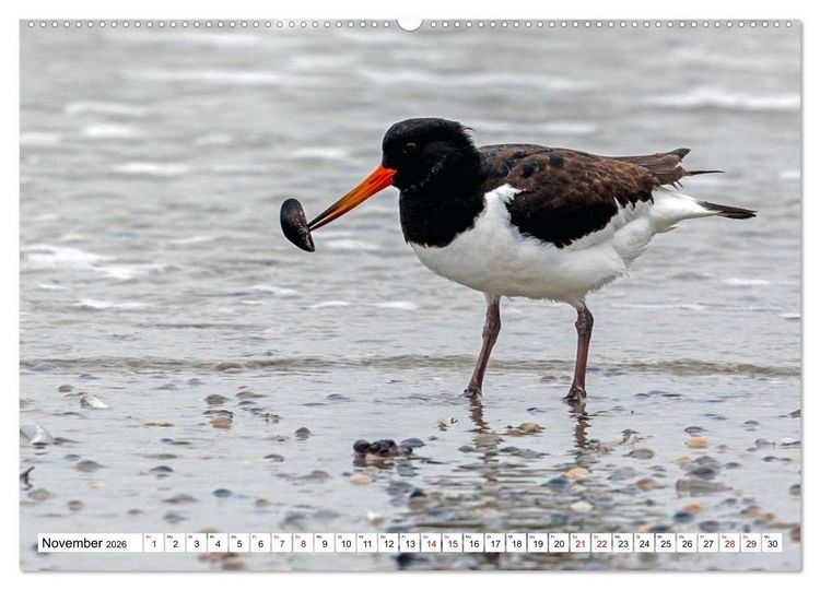 Produktbild: Wintertage auf Norderney (hochwertiger Premium Wandkalender 2026 DIN A2 quer), Kunstdruck in Hochglanz