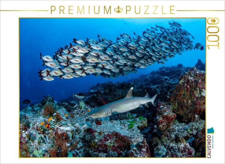 Produktbild: CALVENDO Puzzle Weisspitzenhai + Buckelschnapper | 1000 Teile Lege-Gr&ouml;&szlig;e 64x48cm Foto-Puzzle f&uuml;r gl&uuml;ckliche Stunden