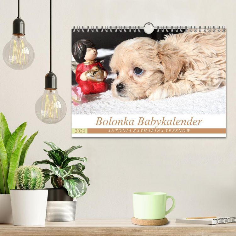 Produktbild: Bolonka Babykalender 2026 (Wandkalender 2026 DIN A4 quer), CALVENDO Monatskalender