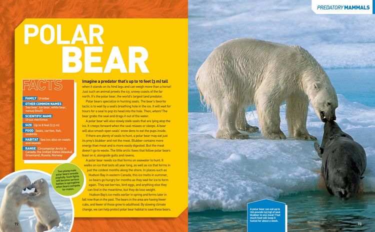 Produktbild: National Geographic Kids Ultimate Predatorpedia