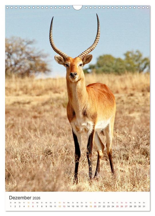 Produktbild: FAZINATION AFRIKA TIER PORTRAITS (Wandkalender 2026 DIN A3 hoch), CALVENDO Monatskalender