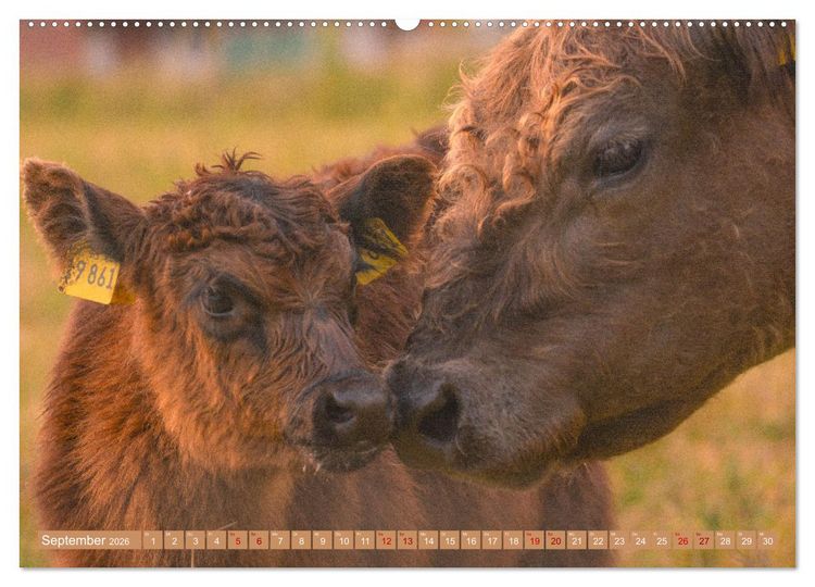 Produktbild: Mutterk&uuml;he (hochwertiger Premium Wandkalender 2026 DIN A2 quer), Kunstdruck in Hochglanz