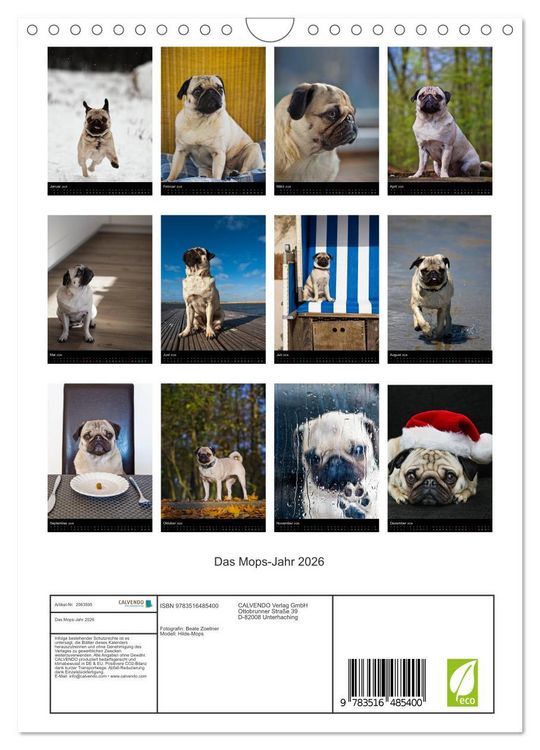 Produktbild: Das Mops-Jahr 2026 (Wandkalender 2026 DIN A4 hoch), CALVENDO Monatskalender