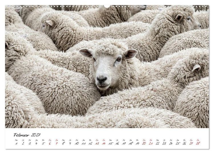 Produktbild: Better Together - Herdenmomente (hochwertiger Premium Wandkalender 2027 DIN A2 quer), Kunstdruck in Hochglanz