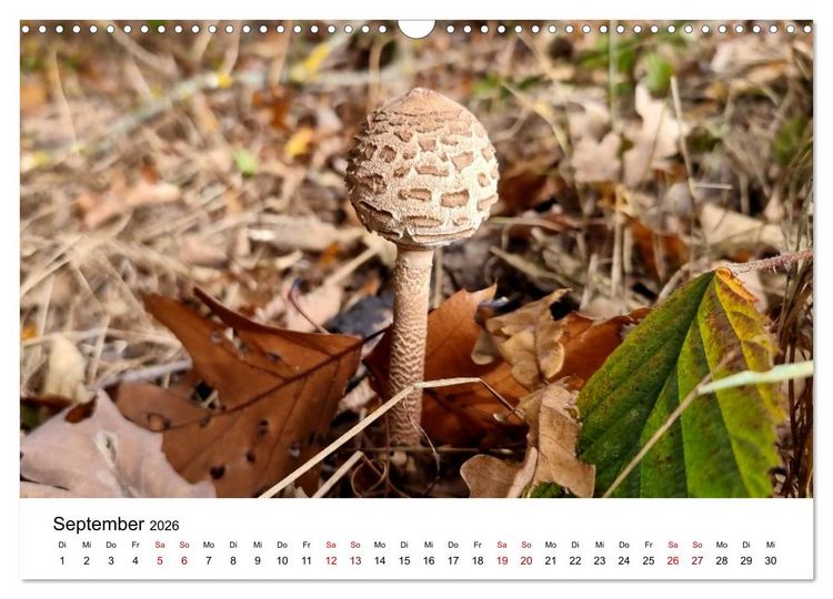 Produktbild: Pilze - Geheimnisvolle Herrscher der W&auml;lder (Wandkalender 2026 DIN A3 quer), CALVENDO Monatskalender