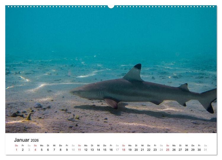 Produktbild: Unterwasserwelt der Malediven II (hochwertiger Premium Wandkalender 2026 DIN A2 quer), Kunstdruck in Hochglanz