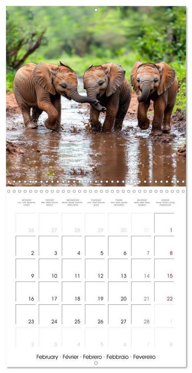 Produktbild: Baby Elephant Adventures (Wall Calendar 2026 12 &times; 12 Inch) CALVENDO 12 Month Wall Calendar