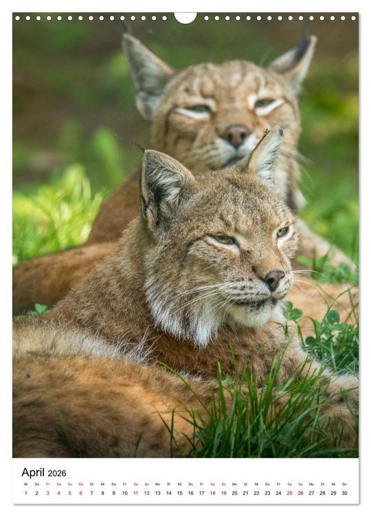 Produktbild: Der eurasische Luchs (Wandkalender 2026 DIN A3 hoch), CALVENDO Monatskalender