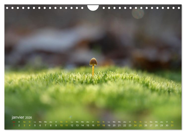 Produktbild: Au c&oelig;ur d&rsquo;une nature color&eacute;e (Calendrier mural 2026 DIN A4 vertical), CALVENDO calendrier mensuel