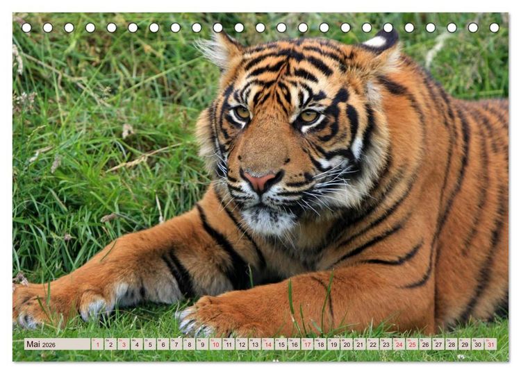 Produktbild: Tiger. Gestreift, wild u. sch&ouml;n (Tischkalender 2026 DIN A5 quer), CALVENDO Monatskalender