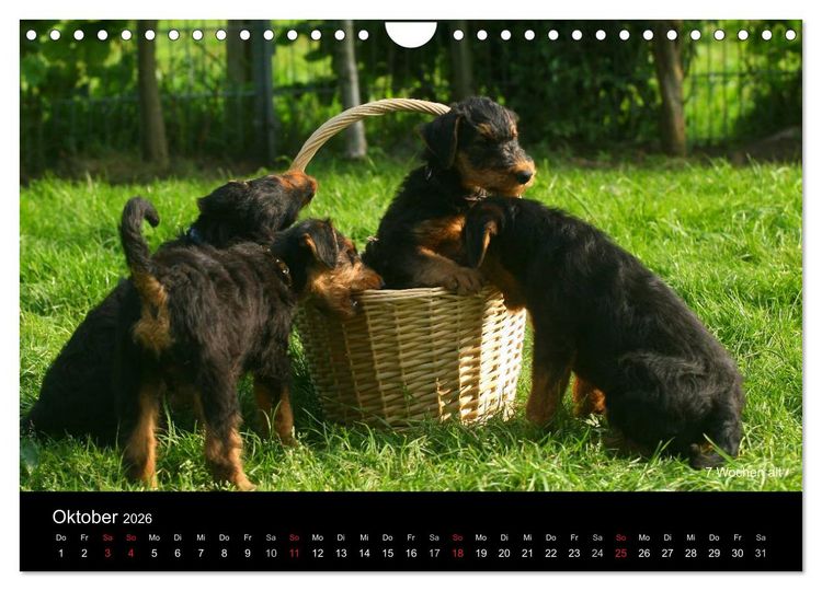 Produktbild: Airedale Terrier Welpen (Wandkalender 2026 DIN A4 quer), CALVENDO Monatskalender