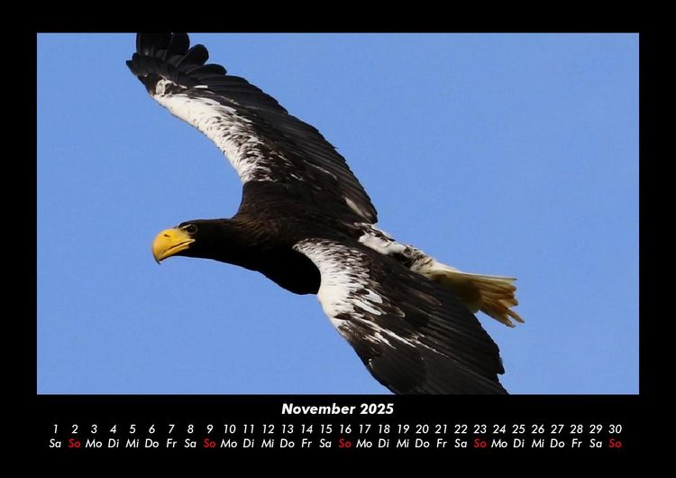 Produktbild: Adler 2025 Fotokalender DIN A3