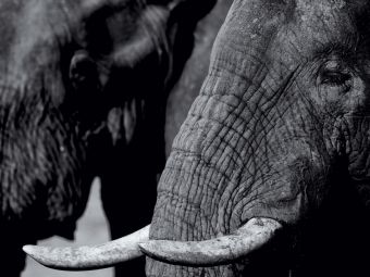 Produktbild: CALVENDO Puzzle Afrikanischer Elefant | 1000 Teile Lege-Gr&ouml;&szlig;e 64x48cm Foto-Puzzle f&uuml;r gl&uuml;ckliche Stunden
