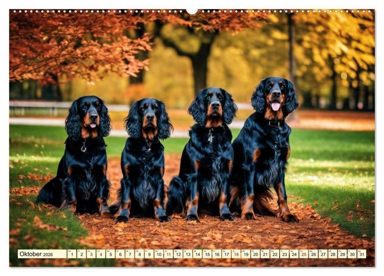 Produktbild: Gordon Setter - elegantes Kraftpaket (hochwertiger Premium Wandkalender 2026 DIN A2 quer), Kunstdruck in Hochglanz