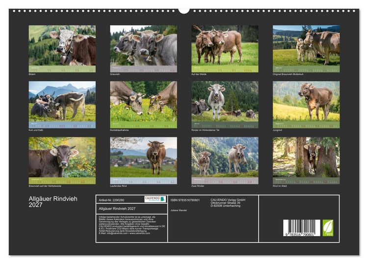 Produktbild: Allg&auml;uer Rindvieh 2027 (hochwertiger Premium Wandkalender 2027 DIN A2 quer), Kunstdruck in Hochglanz