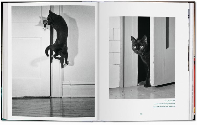 Produktbild: Walter Chandoha. Cats. Photographs 1942&ndash;2018