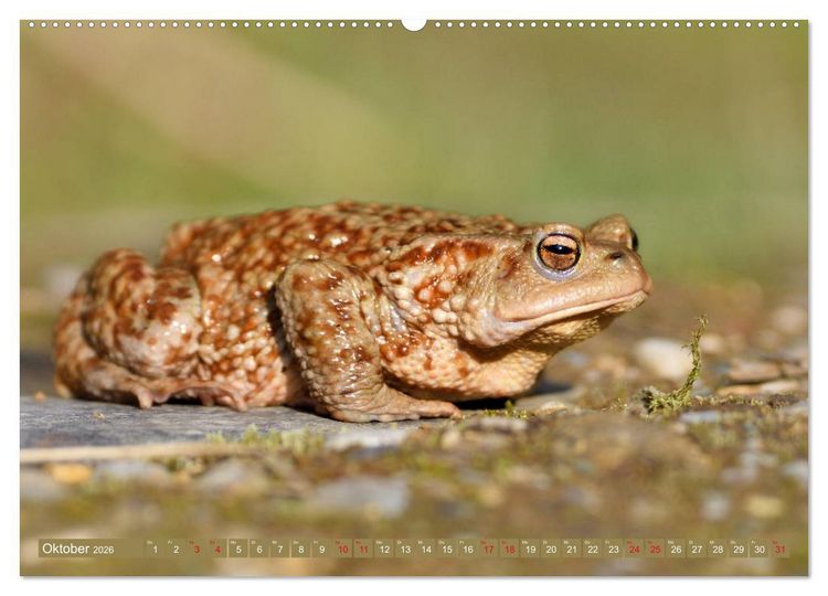 Produktbild: Kr&ouml;ten auf Wanderschaft (Wandkalender 2026 DIN A2 quer), CALVENDO Monatskalender