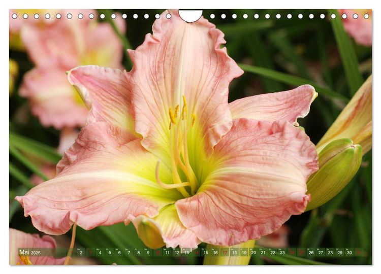 Produktbild: Taglilien im Garten (Wandkalender 2026 DIN A4 quer), CALVENDO Monatskalender