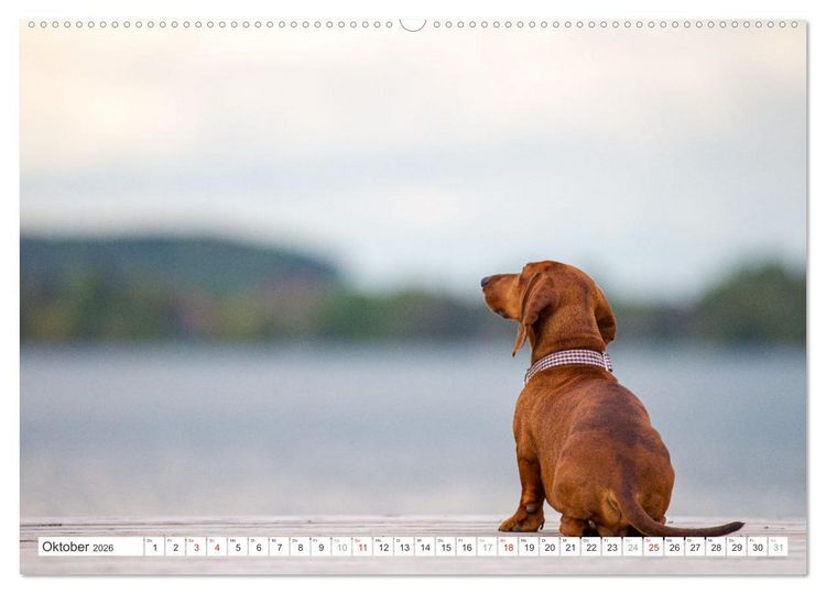 Produktbild: DACKEL... wissen was sie wollen... (und was nicht...) (hochwertiger Premium Wandkalender 2026 DIN A2 quer), Kunstdruck in Hochglanz