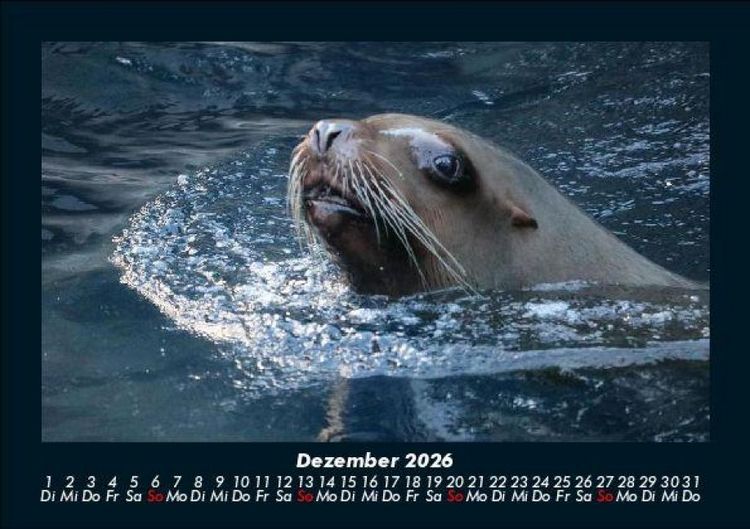 Produktbild: Tierkalender 2026 Fotokalender DIN A5