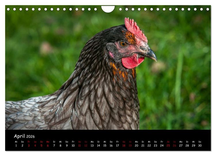 Produktbild: Neues von den Gartenh&uuml;hnern (Wandkalender 2026 DIN A4 quer), CALVENDO Monatskalender