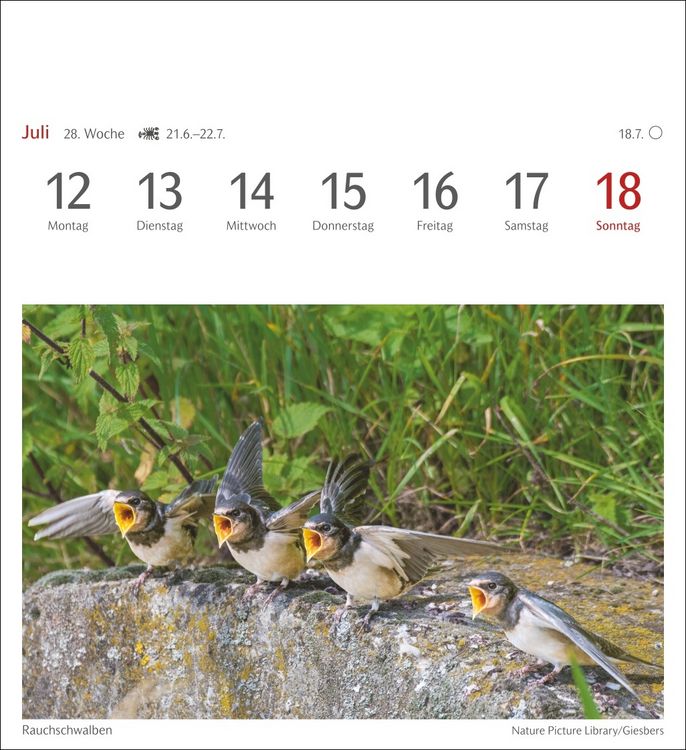 Produktbild: Heimische V&ouml;gel Postkartenkalender 2027 - Wochenkalender mit 53 Postkarten