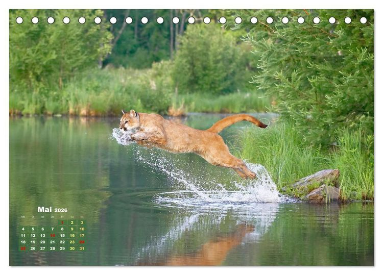 Produktbild: Puma: Auf leisen Pfoten (Tischkalender 2026 DIN A5 quer), CALVENDO Monatskalender