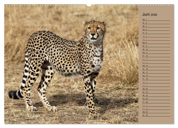 Produktbild: Geparden - Ein Leben in Afrika (hochwertiger Premium Wandkalender 2026 DIN A2 quer), Kunstdruck in Hochglanz