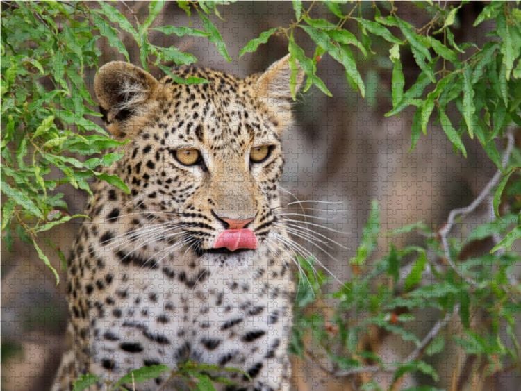 Produktbild: CALVENDO Puzzle Junger Leopard | 1000 Teile Lege-Gr&ouml;&szlig;e 64x48cm Foto-Puzzle f&uuml;r gl&uuml;ckliche Stunden