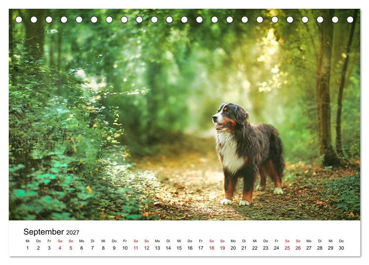 Produktbild: Stolz und Sanftmut - Berner Sennenhunde (Tischkalender 2027 DIN A5 quer), CALVENDO Monatskalender