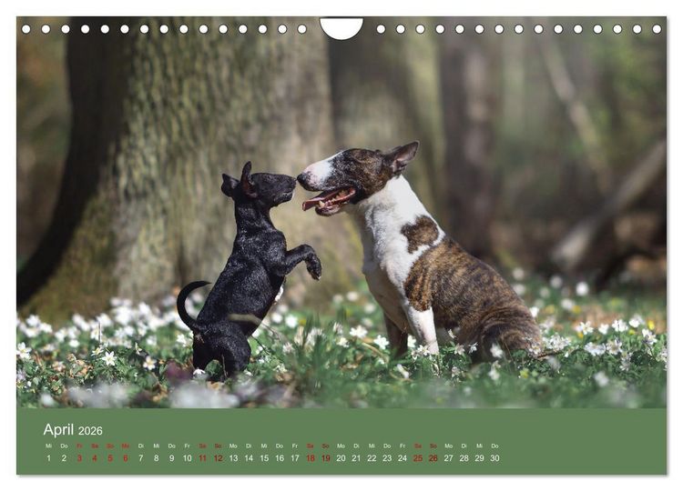 Produktbild: Fantastische Bullterrier - Sieger im Herzen (Wandkalender 2026 DIN A4 quer), CALVENDO Monatskalender