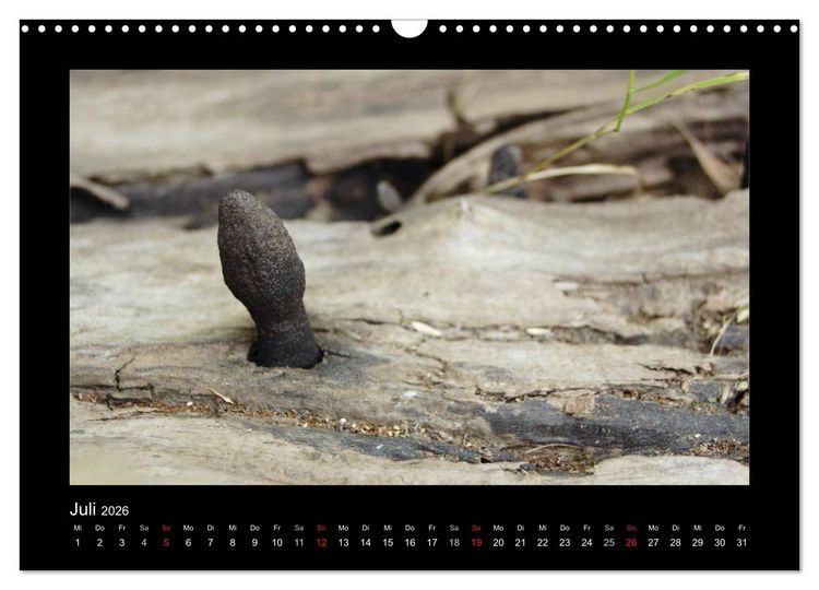 Produktbild: Pilze (Wandkalender 2026 DIN A3 quer), CALVENDO Monatskalender