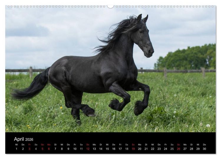 Produktbild: Friesen - Sch&ouml;nheit, Kraft und Eleganz (hochwertiger Premium Wandkalender 2026 DIN A2 quer), Kunstdruck in Hochglanz