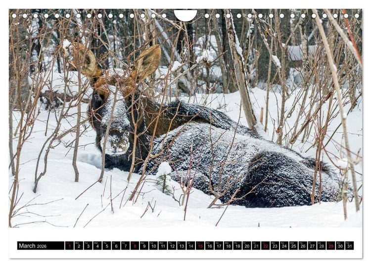 Produktbild: MOOSE Of The Northern Woods (Wall Calendar 2026 DIN A4 landscape), CALVENDO 12 Month Wall Calendar