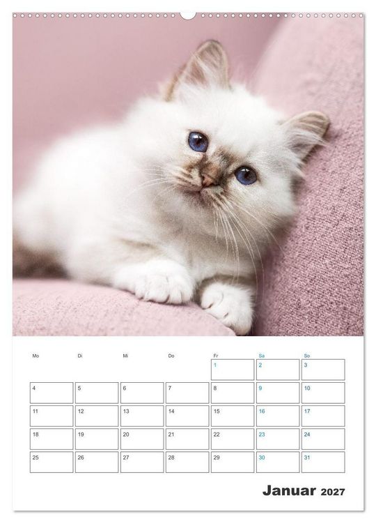 Produktbild: Heilige Birma Kitten Kalender mit Planer (Wandkalender 2027 DIN A2 hoch), CALVENDO Monatskalender