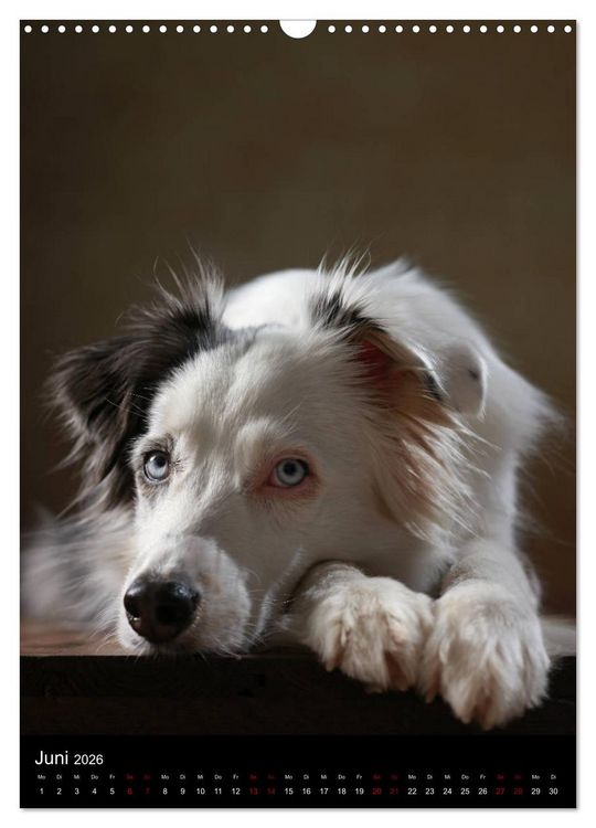Produktbild: Geliebte Aussies - Australian Shepherds im Portrait (Wandkalender 2026 DIN A3 hoch), CALVENDO Monatskalender