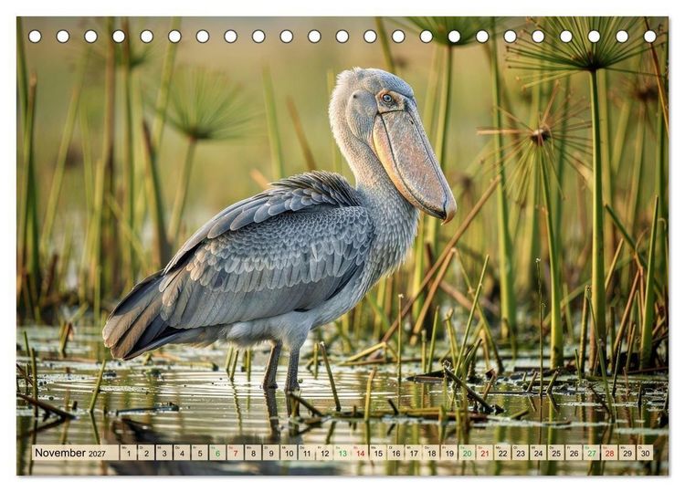 Produktbild: Schuhschnabel Vogel (Tischkalender 2027 DIN A5 quer), CALVENDO Monatskalender