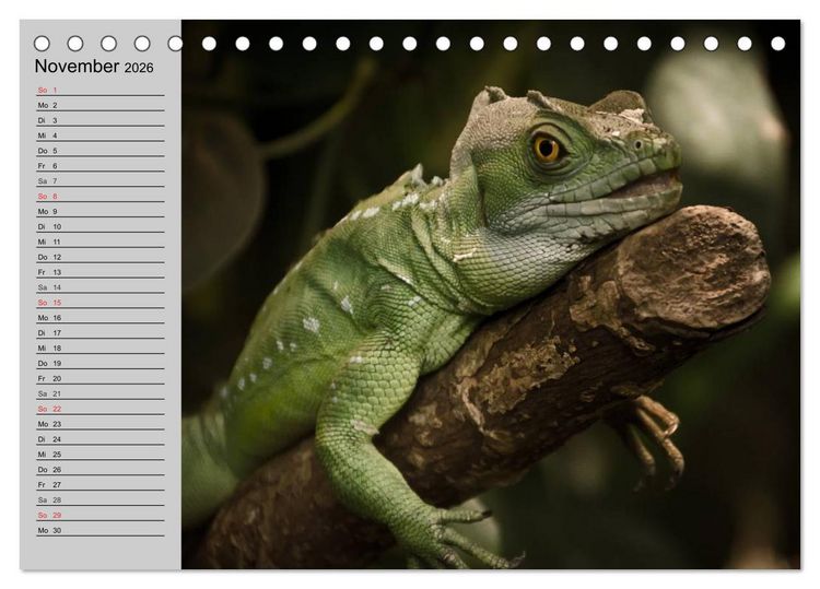 Produktbild: Kaltes Blut. Faszination Reptilien (Tischkalender 2026 DIN A5 quer), CALVENDO Monatskalender