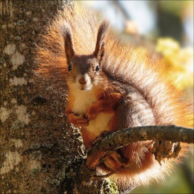 Produktbild: Eichh&ouml;rnchen 2027