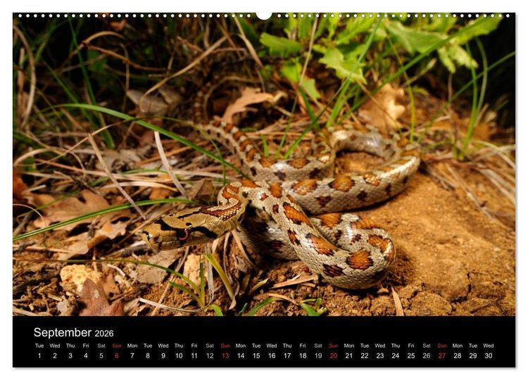 Produktbild: SNAKES / UK-Version (High Quality Premium Wall Calendar 2026 DIN A2 landscape),CALVENDO 12 Month Wall Calendar