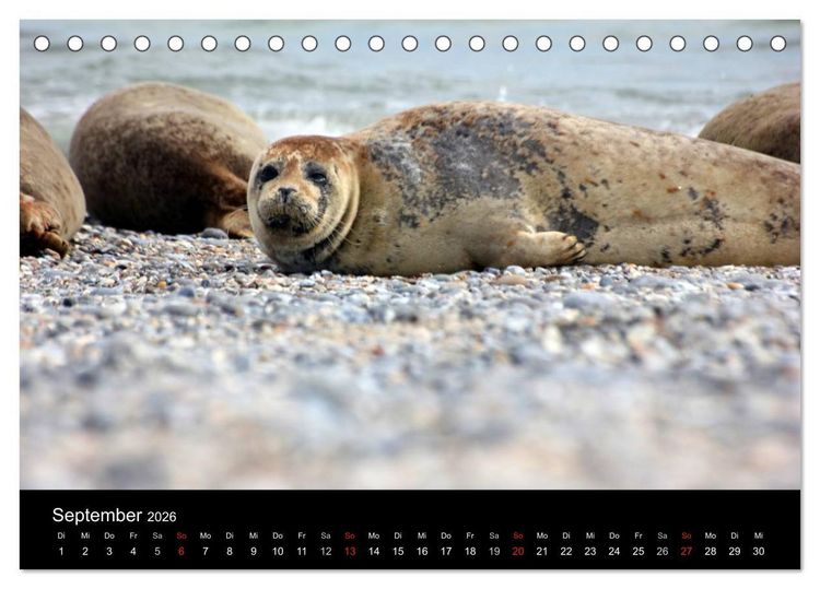 Produktbild: Faszinierendes Helgoland (Tischkalender 2026 DIN A5 quer), CALVENDO Monatskalender