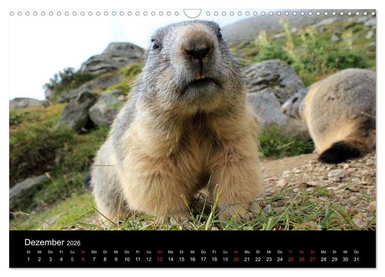 Produktbild: Murmeltiere (Wandkalender 2026 DIN A3 quer), CALVENDO Monatskalender