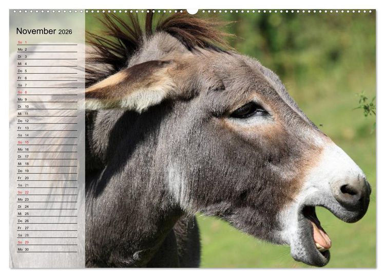 Produktbild: Esel. H&uuml;bsch, klug und flei&szlig;ig (Wandkalender 2026 DIN A2 quer), CALVENDO Monatskalender