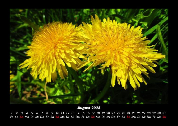 Produktbild: Blumentr&auml;ume 2025 Fotokalender DIN A3