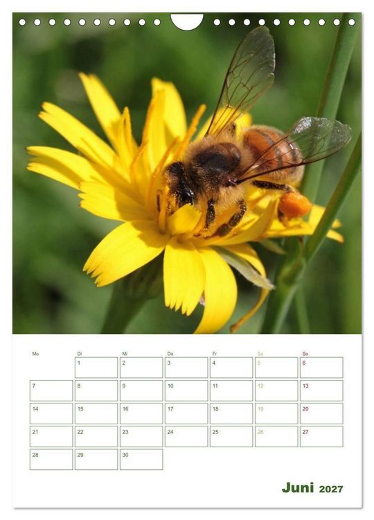 Produktbild: Bienen-Terminplaner 2027 (Wandkalender 2027 DIN A4 hoch), CALVENDO Monatskalender