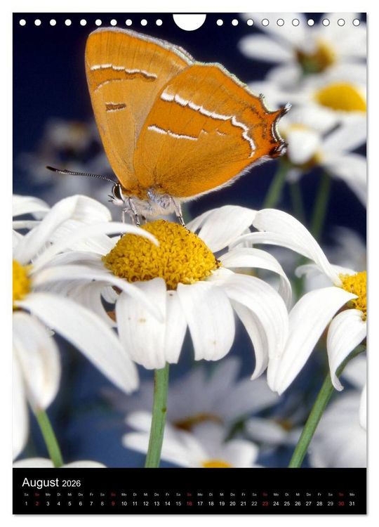 Produktbild: Schmetterlilnge und Blumen (Wandkalender 2026 DIN A4 hoch), CALVENDO Monatskalender