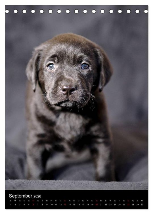 Produktbild: Labrador Welpen (Tischkalender 2026 DIN A5 hoch), CALVENDO Monatskalender