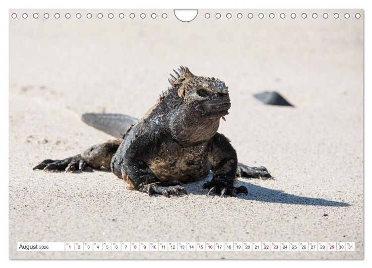 Produktbild: Galapagos-Inseln - Ein Paradies f&uuml;r Tiere (Wandkalender 2026 DIN A4 quer), CALVENDO Monatskalender