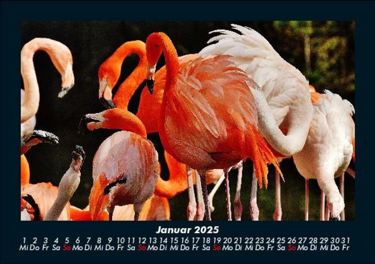 Produktbild: Welt der Tiere 2025 Fotokalender DIN A5